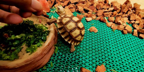 A small tortoise reaches for food being offered by a hand.