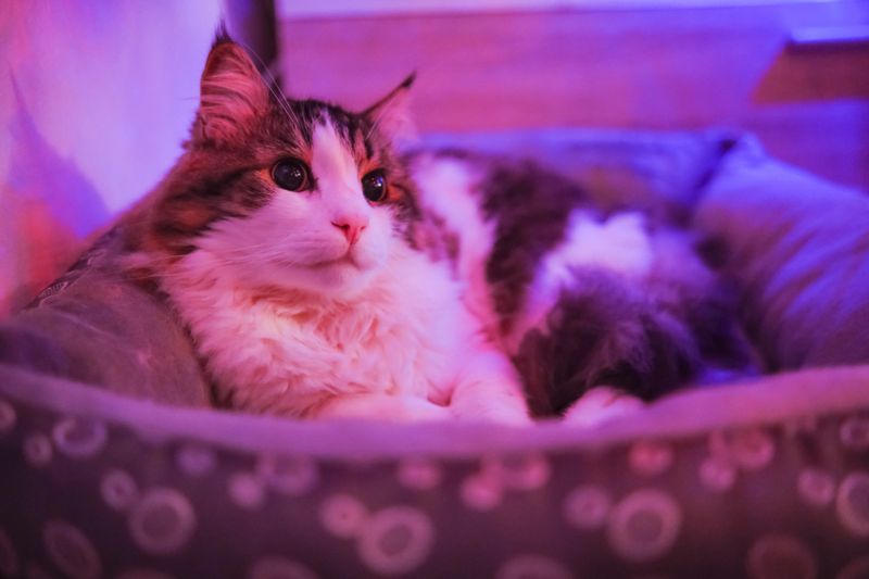One cat lying in the bed settled under the Christmas tree and enjoying the lights