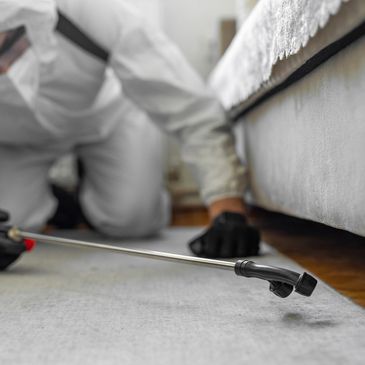 Termite and pest inspections in NC