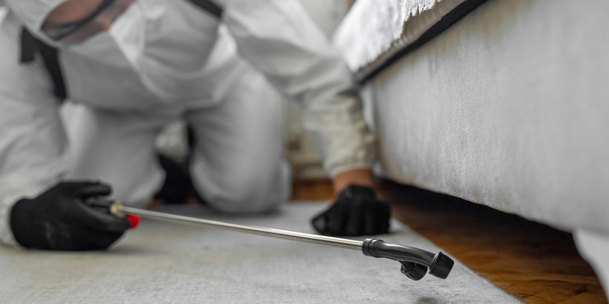 Professional bed bug elimination service for safe homes.