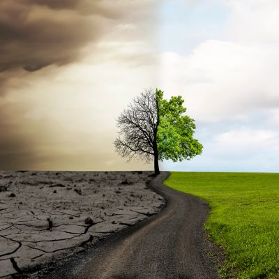 Tree beside a winding path between a barren landscape and green grass