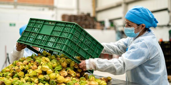 Trabajador manipulando masa de alimentos frescos en una planta.