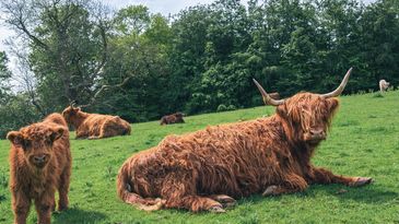 A fluffy Highland calf stands beside a wooden farm building.