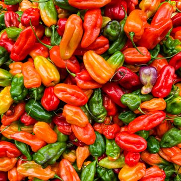 Colorful assortment of fresh hot peppers in various shapes and sizes.