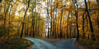 A forked road in an autumn forest with golden leaves.