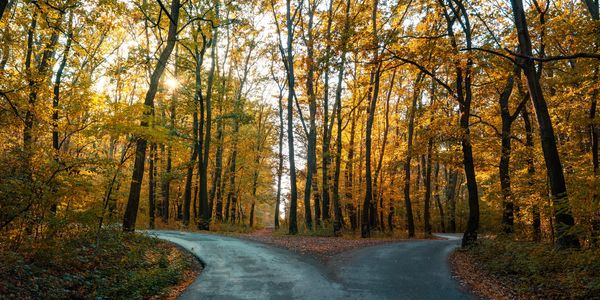 A forest during the golden hour reveals a single path that leads to a fork in the road.