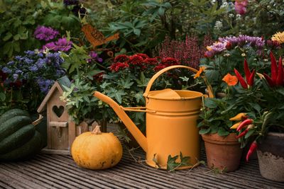 A cozy garden scene with a yellow watering can, pumpkins, and vibrant flowers.