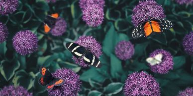 Butterflies on purple flowers against green leaves.
