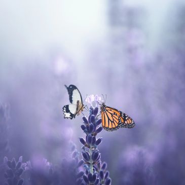Two butterflies on purple flowers in soft light.