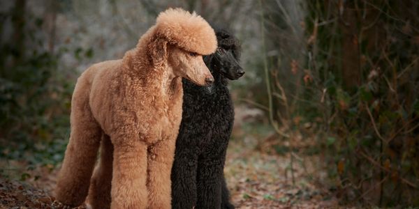 two poodles in the forest with dark trees, leaves and on a trail. Light red poodle black poodle