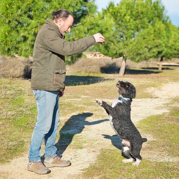 Man training a black and white dog outdoors on a sunny day.