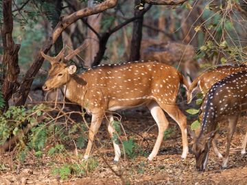 Spotted deer walking in forest.