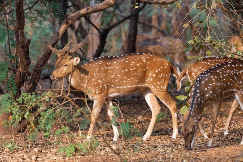Indian spotted deer grazing in the jungle at Bannerghatta National forest in Karnataka