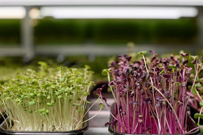 Micro greens of mustard and radish in containers are placed on the shelves of the greenhouse. Concept of proper nutrition with freshly grown greens