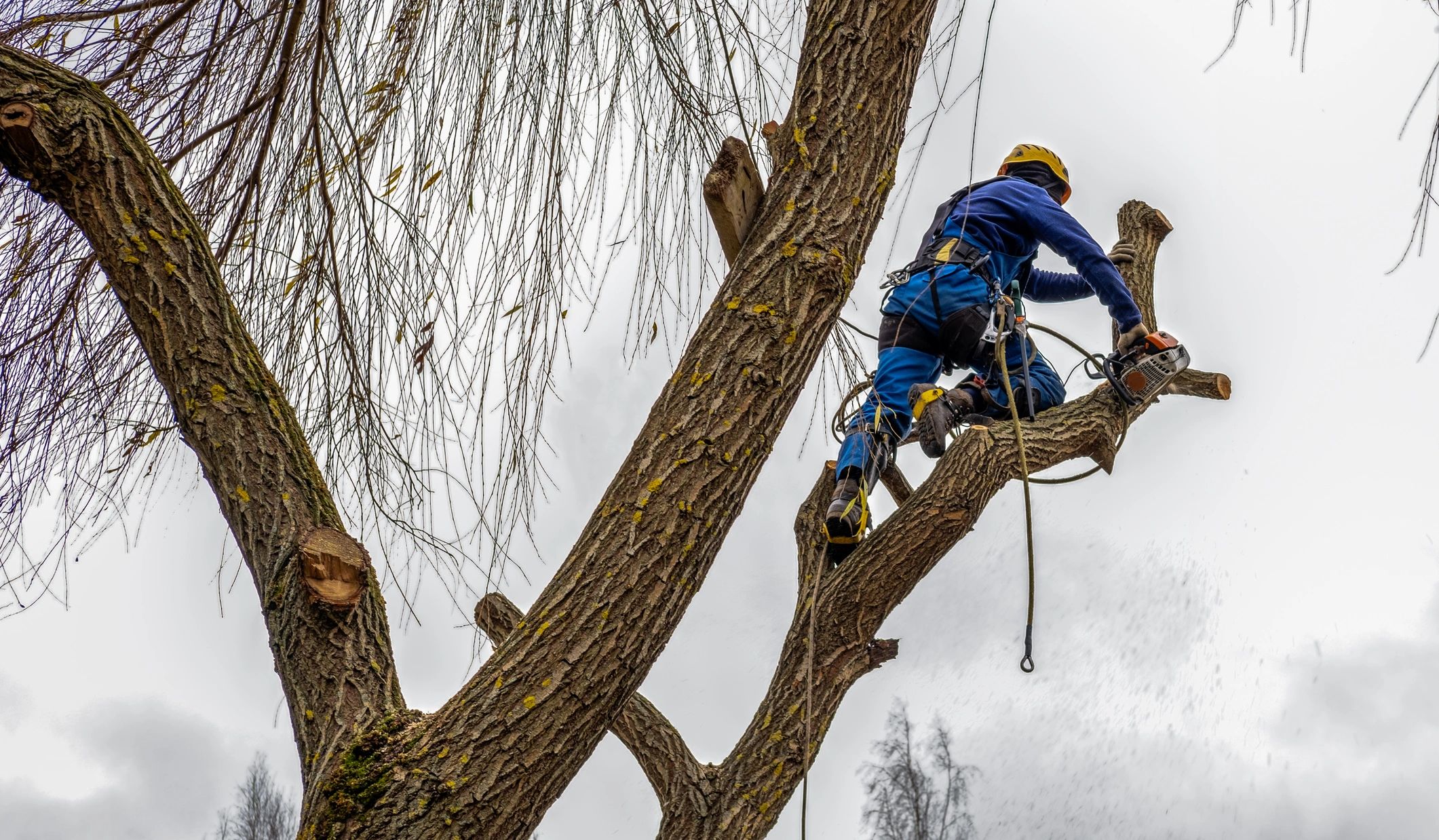 A&M Tree and Stump Grinding Services photo 2