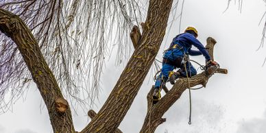 A&M Tree and Stump Grinding Services photo 1