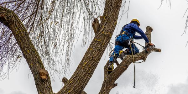 A worker in safety gear trims tree branches using a chainsaw.