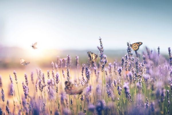 Butterflies flutter over a lavender field at sunrise.