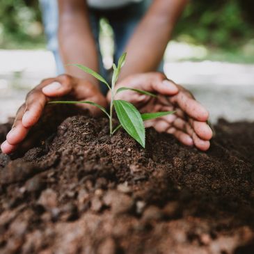 Hands nurturing a young plant in soil.