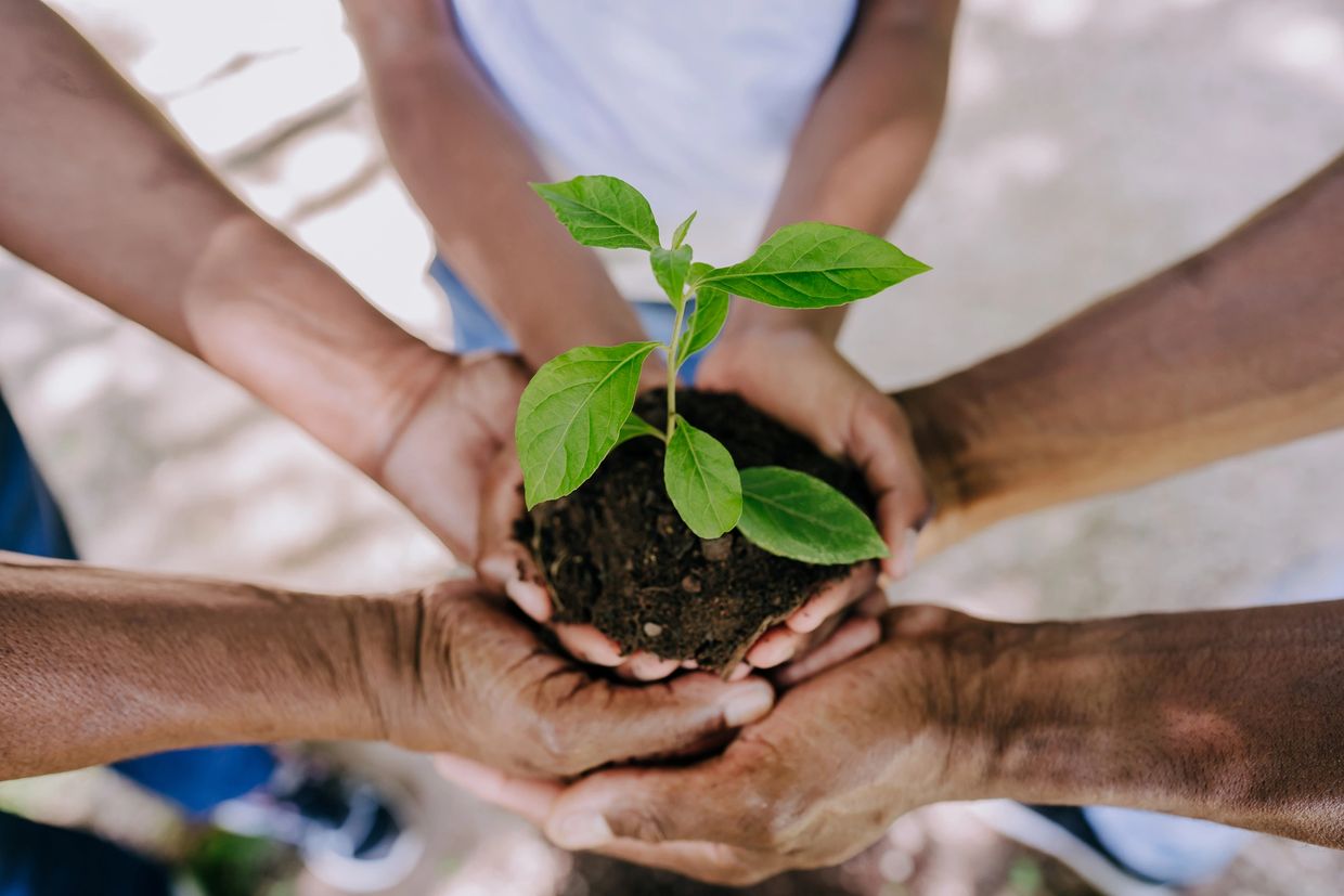 Hands holding a small plant with soil.