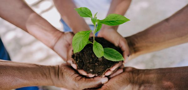 Hands of different people holding soil with a small green plant.