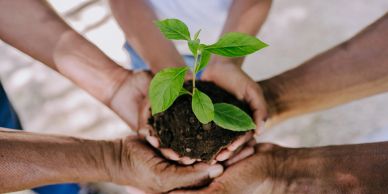 Hands holding a plant with soil.