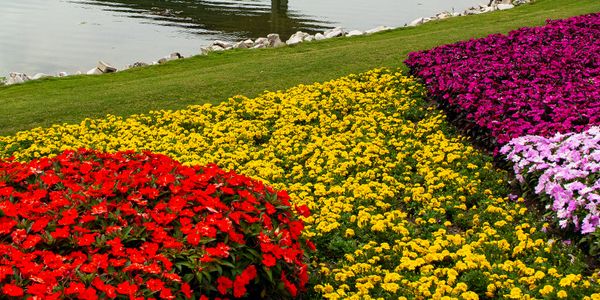 Colorful flower beds with red, yellow, pink, and purple blooms near a water body.
