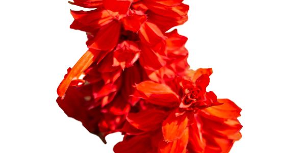 Close-up of vibrant red flowers against a white background.