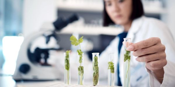 Scientist examining plant samples in test tubes.