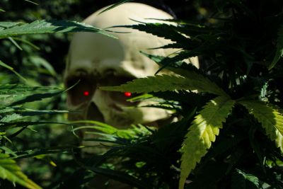 Skull with glowing red eyes behind cannabis leaves.