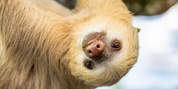 Sloth hanging from tree in Manuel Antonio Costa Rica rainforest during yoga teacher training course