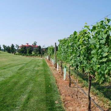 Row of green grapevines with a building in the background.