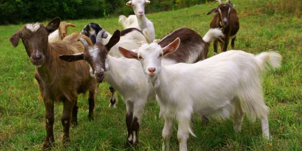 Group of goats standing on grass.