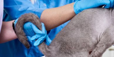 Veterinarian examining a cat's tail.