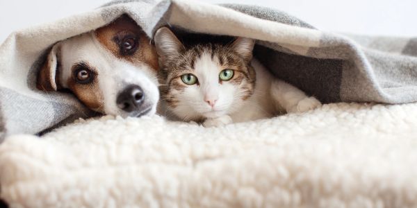 Dog and cat snuggled under a blanket.