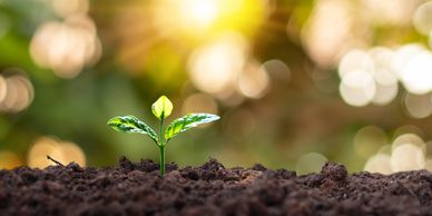 taking root and growing