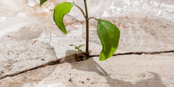 A green plant growing through a crack in concrete pavement.