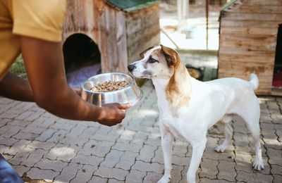 A person offering a bowl of dog food to a white and brown dog near wooden dog houses.