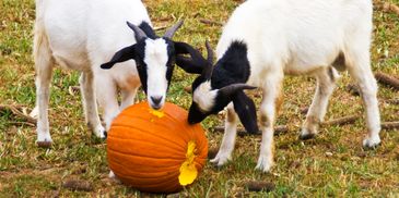 Two votes are rating Pumpkin