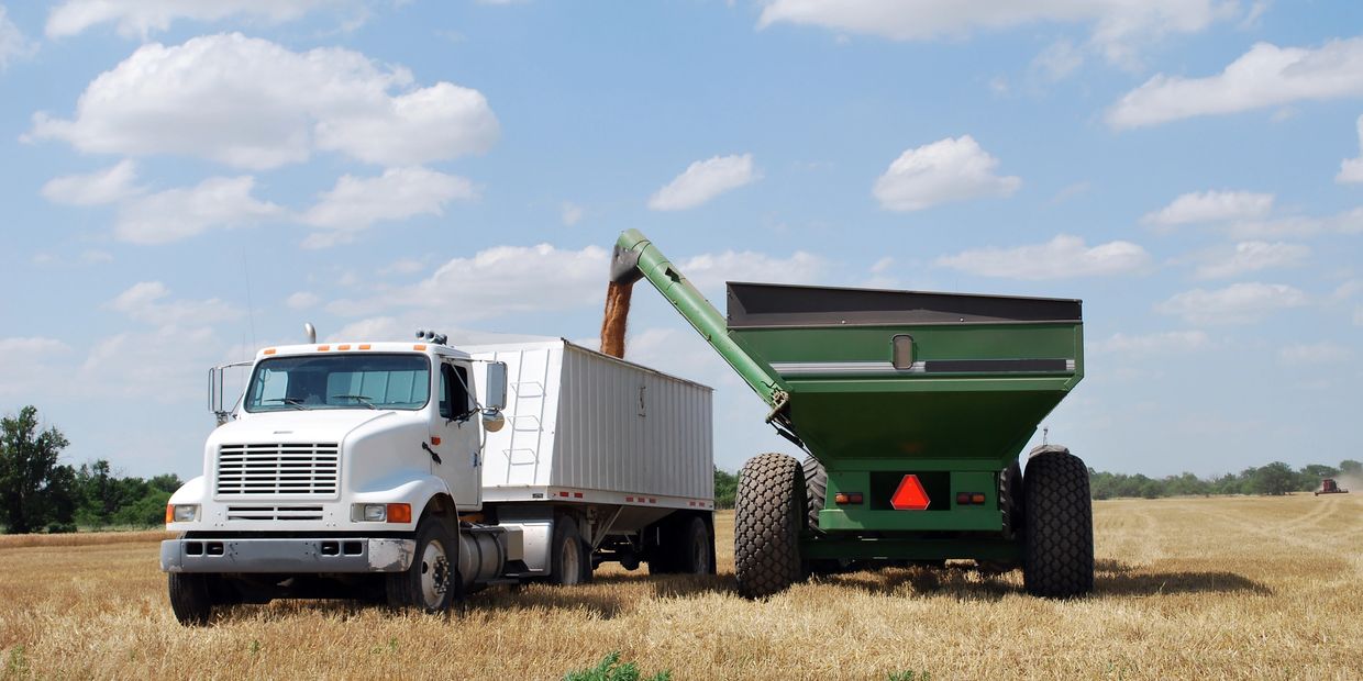 Grain being transferred from a green trailer to a white truck in a field.
