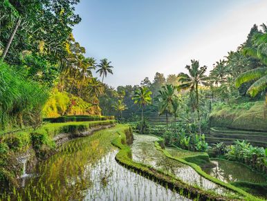 Sunny rice terraces surrounded by palm trees.