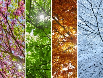 Four panels of trees in different seasons.