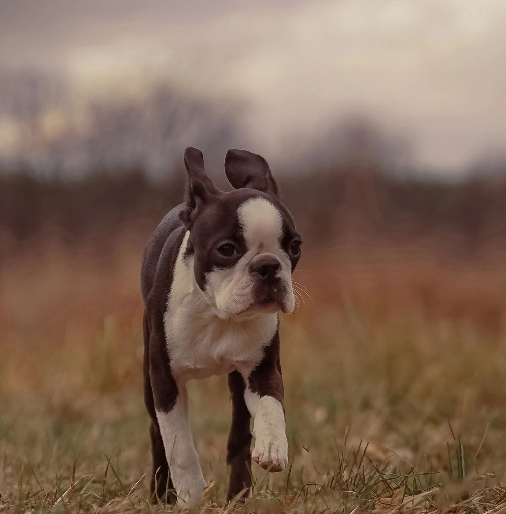 A Boston Terrier puppy walks through grass.