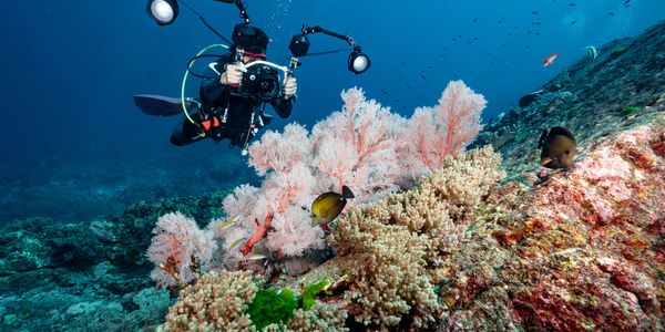 A scuba diver photographing vibrant coral reef underwater.