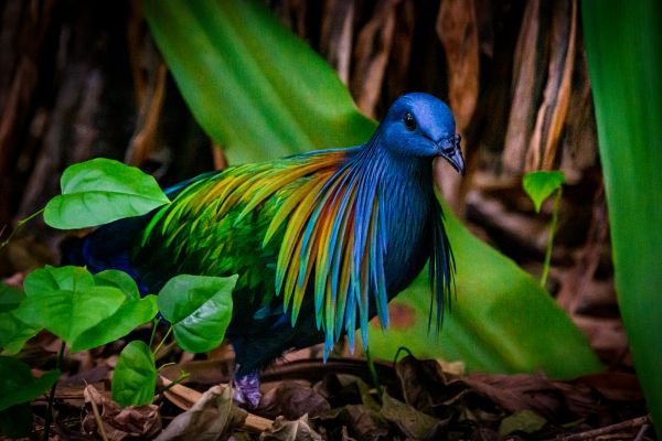 Colorful bird with iridescent feathers in the forest.