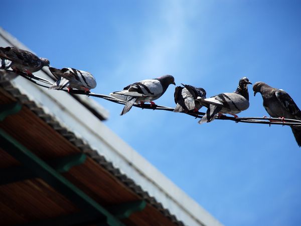 several pigeons sitting on a wire