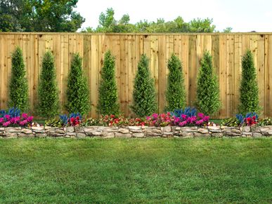 A neatly landscaped garden with tall green shrubs and colorful flowers in front of a wooden fence.