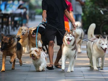 Person walking five dogs of different breeds on a city sidewalk.