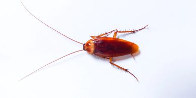 A close-up of a brown cockroach on a white surface.