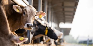 Cows in a barn looking at the camera.